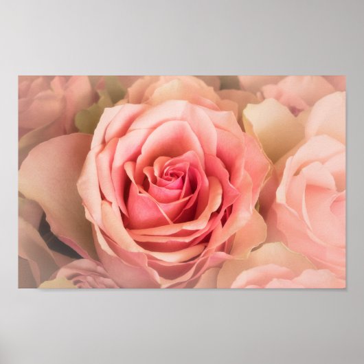 Zacht Roos Blush Poster (Voorkant)