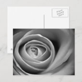 Zacht Roos Center - Zwarte en witte foto Briefkaart (Voorkant / Achterkant)