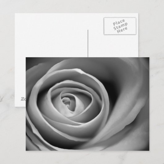 Zacht Roos Center - Zwarte en witte foto Briefkaart (Voorkant / Achterkant)