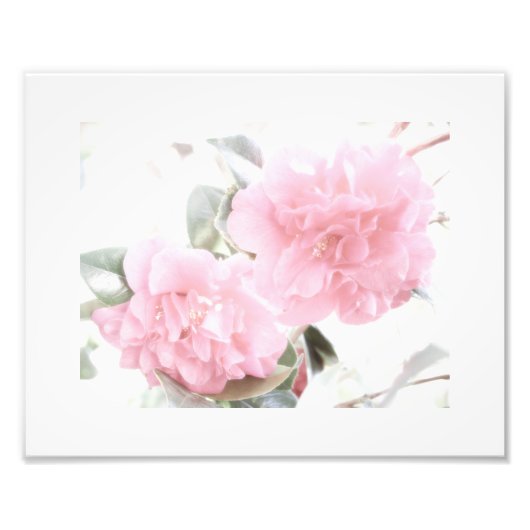 Zacht roze Camellias Foto Afdruk (Voorkant)