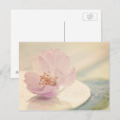 Zacht roze Cherry Blossom Flower Briefkaart (Voorkant / Achterkant)