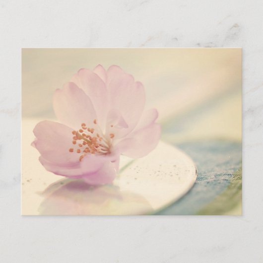 Zacht roze Cherry Blossom Flower Briefkaart (Voorkant)
