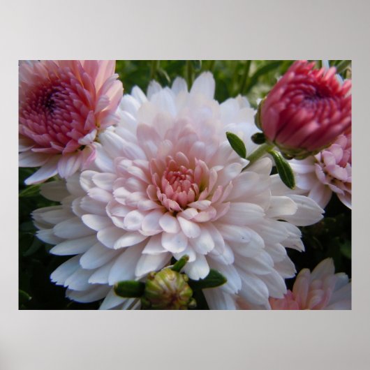 Zacht roze chrysanthemum poster (Voorkant)