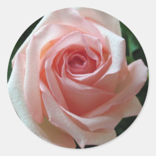 Zacht Roze Romantisch Roos Sticker