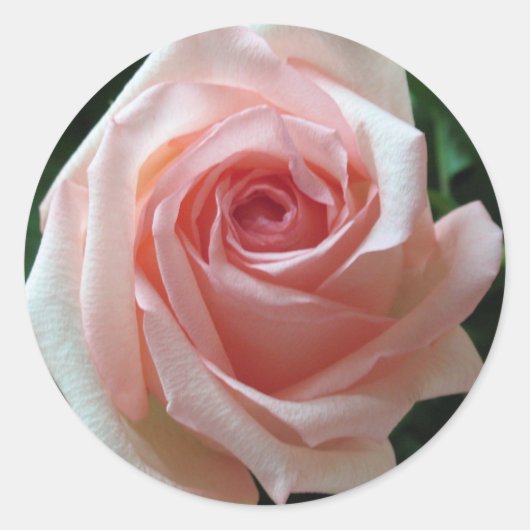 Zacht Roze Romantisch Roos Sticker (Voorkant)