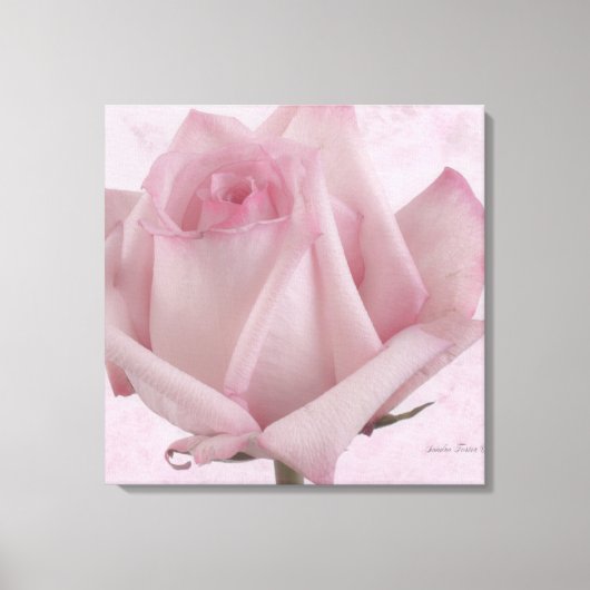 Zacht roze roze ventilator canvas afdruk (Voorkant)