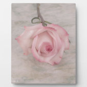 Zacht roze roze ventilator fotoplaat (Voorkant)