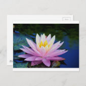 Zacht roze waterlily briefkaart (Voorkant / Achterkant)
