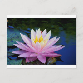 Zacht roze waterlily briefkaart