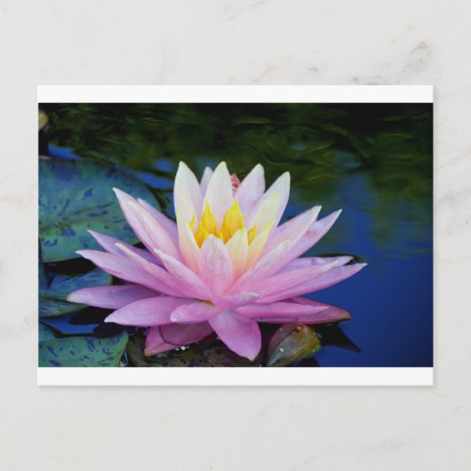 Zacht roze waterlily briefkaart (Voorkant)
