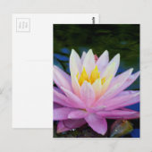 Zacht roze waterlily briefkaart (Voorkant / Achterkant)