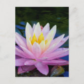 Zacht roze waterlily briefkaart (Voorkant)