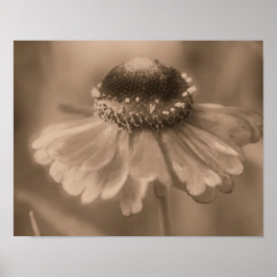 Zacht zinnia Daisy Flower in Sepia Poster
