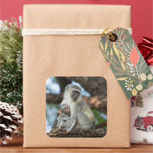 Zachtafte Vervet-Meerkatzenmoment Vierkante Sticker