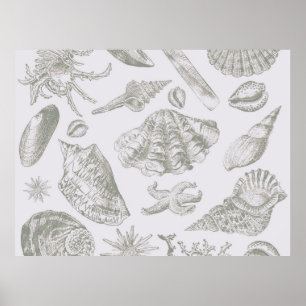 Zachte Antique Kunst Strand Schelp Poster