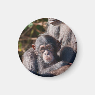 Zachte Beginnings – Chimpansee Liefde Magneet