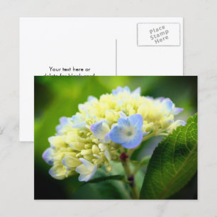 Zachte Blauwe Hortensia Bloem Fotografie Briefkaart