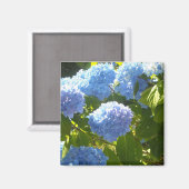 Zachte Blauwe Hortensia Magneet (Voorkant / Achterkant)