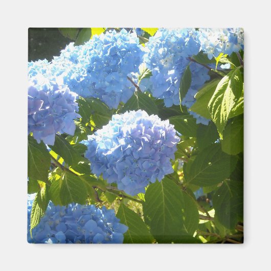 Zachte Blauwe Hortensia Magneet (Voorkant)