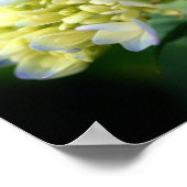Zachte Blauwe Hydrangea Bloembladeren Poster (Hoek)