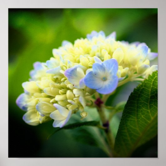 Zachte Blauwe Hydrangea Bloembladeren Poster (Voorkant)
