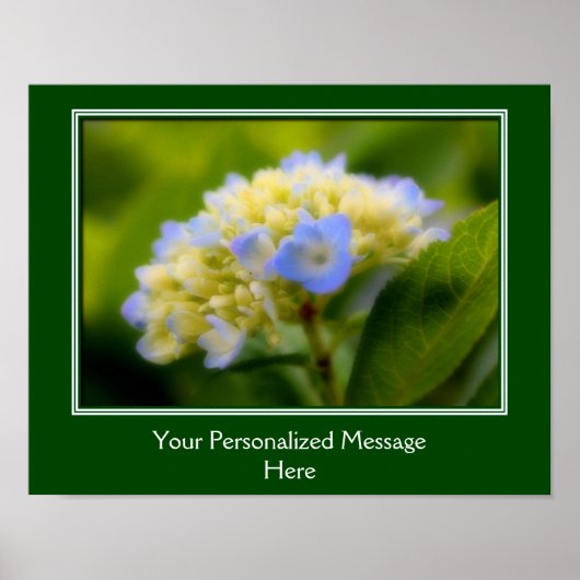 Zachte blauwe hydrangea ventilator, speciaal aange poster (Voorkant)