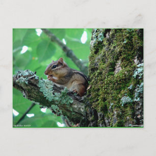 Zachte Chipmunk in Boom Kleding en Cadeaus Briefkaart