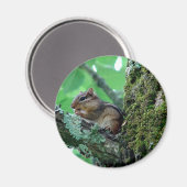 Zachte Chipmunk in Boom Kleding en Cadeaus Magneet (Voorkant / Achterkant)