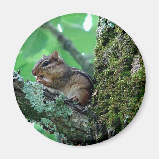 Zachte Chipmunk in Boom Kleding en Cadeaus Magneet (Voorkant)