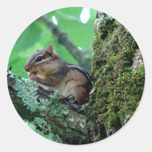 Zachte Chipmunk in Boom Kleding en Cadeaus Ronde Sticker