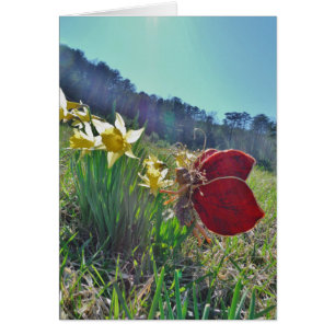 Zachte en gele bloemen