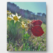 Zachte en gele bloemen fotoplaat (Voorkant)
