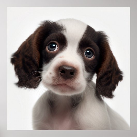 Zachte Franse Spaniel Puppy Hond Portret Poster (Voorkant)
