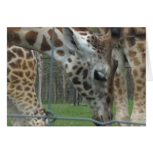 Zachte Giraffe (Voorkant Horizontaal)