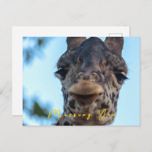 Zachte Giraffe Briefkaart (Voorkant / Achterkant)