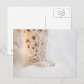 Zachte gouden lynxpoten in de sneeuw briefkaart (Voorkant / Achterkant)