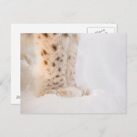 Zachte gouden lynxpoten in de sneeuw briefkaart (Voorkant / Achterkant)
