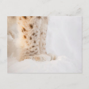 Zachte gouden lynxpoten in de sneeuw briefkaart