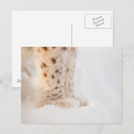 Zachte gouden lynxpoten in sneeuw briefkaart (Voorkant / Achterkant)