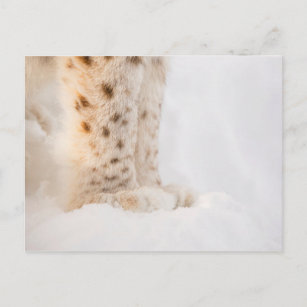 Zachte gouden lynxpoten in sneeuw briefkaart
