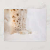 Zachte gouden lynxpoten in sneeuw briefkaart (Voorkant)