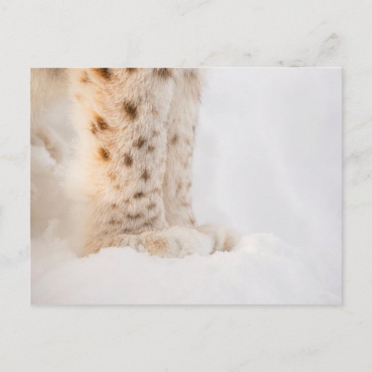 Zachte gouden lynxpoten in sneeuw briefkaart (Voorkant)
