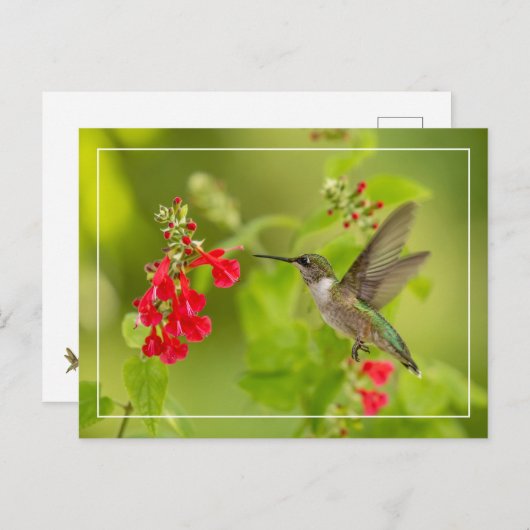 Zachte groene zomer briefkaart (Voorkant / Achterkant)