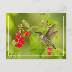 Zachte groene zomer briefkaart