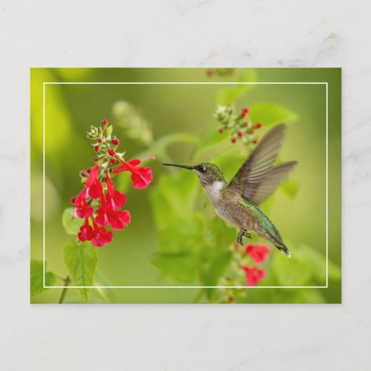 Zachte groene zomer briefkaart (Voorkant)