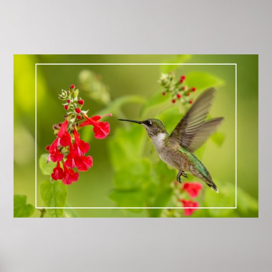 Zachte groene zomer poster (Voorkant)