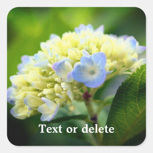 Zachte hydrangea ventilator, speciaal aangepast vierkante sticker (Voorkant)