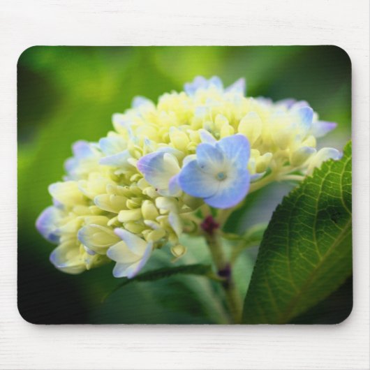 Zachte hydrangeenventilator muismat (Voorkant)