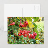 Zachte Kersen Briefkaart (Voorkant / Achterkant)