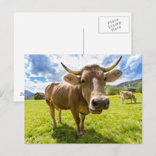 Zachte koeiengras briefkaart (Voorkant / Achterkant)